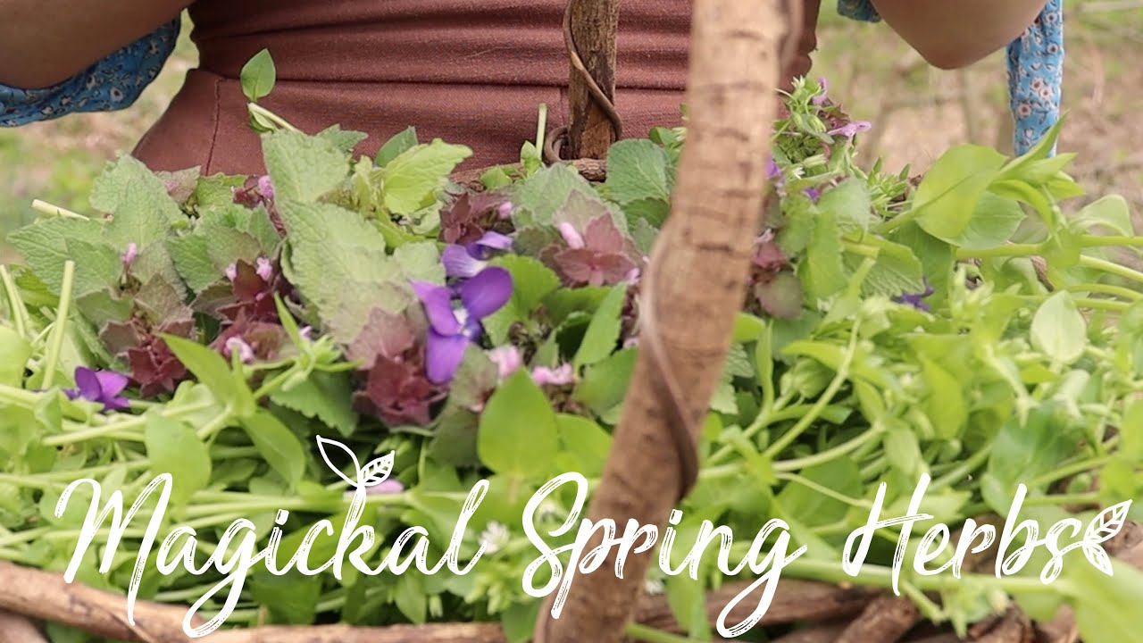 You are currently viewing My favorite Magickal Herbs of Spring