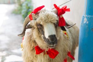 Read more about the article Aries Zodiac Signs and the Holidays