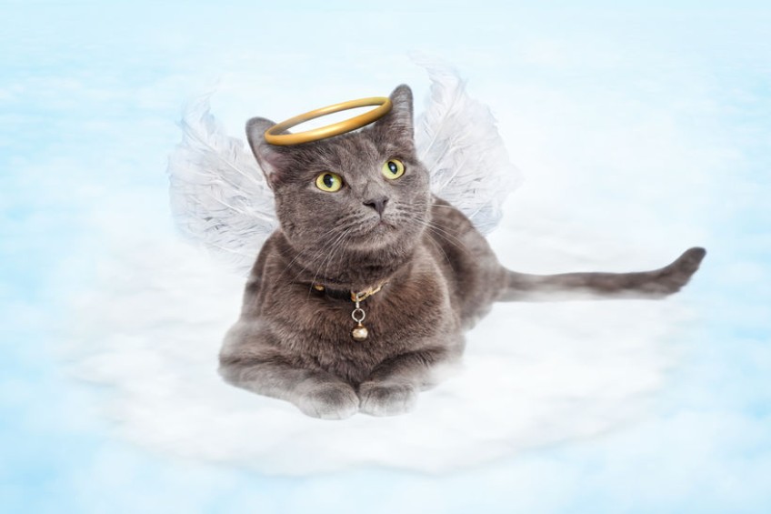 You are currently viewing Cats as Angels