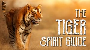 Read more about the article Tiger Spirit Guide