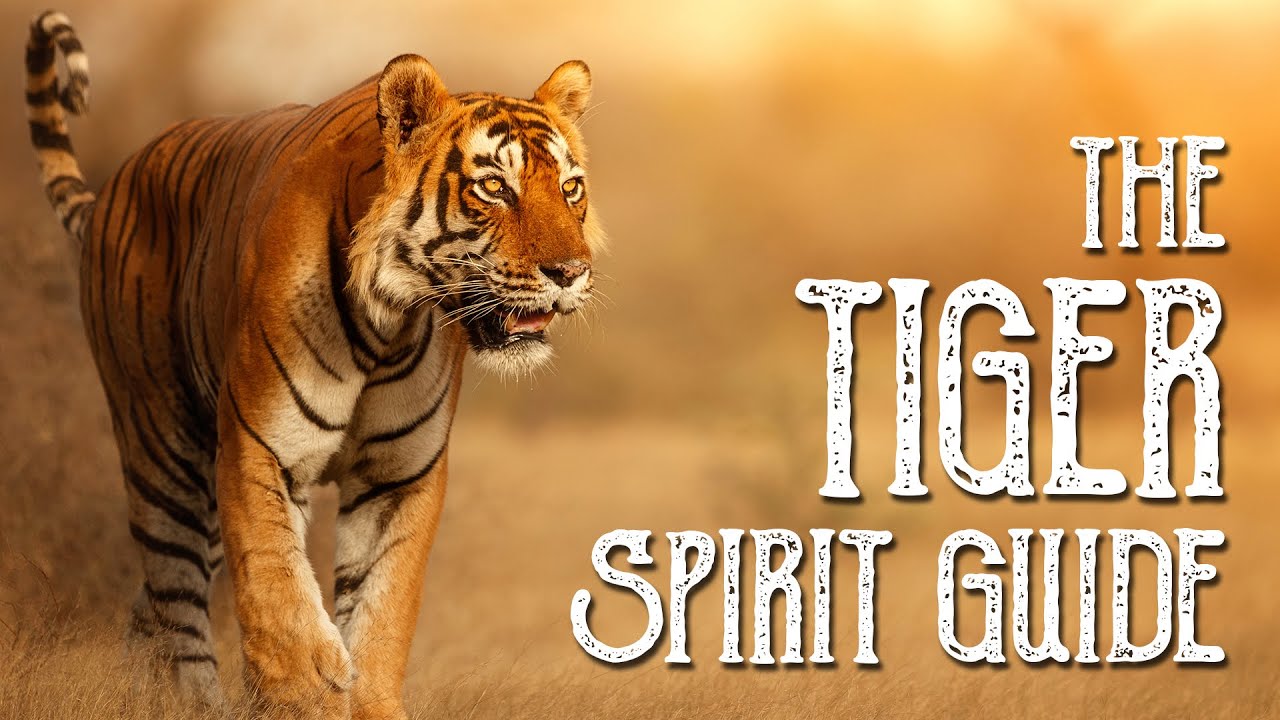 You are currently viewing Tiger Spirit Guide