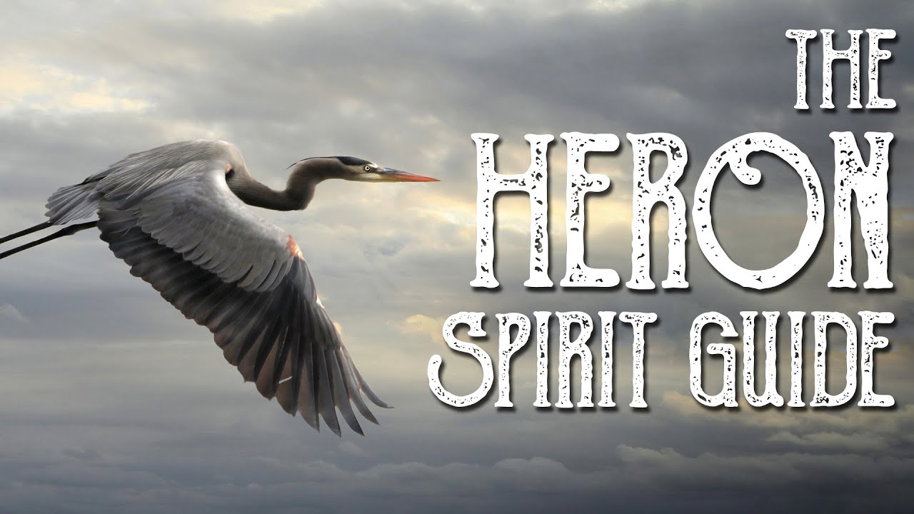 You are currently viewing Heron Spirit Guide