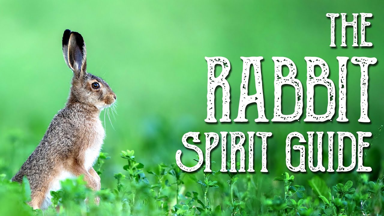 Rabbit Spirit Guide