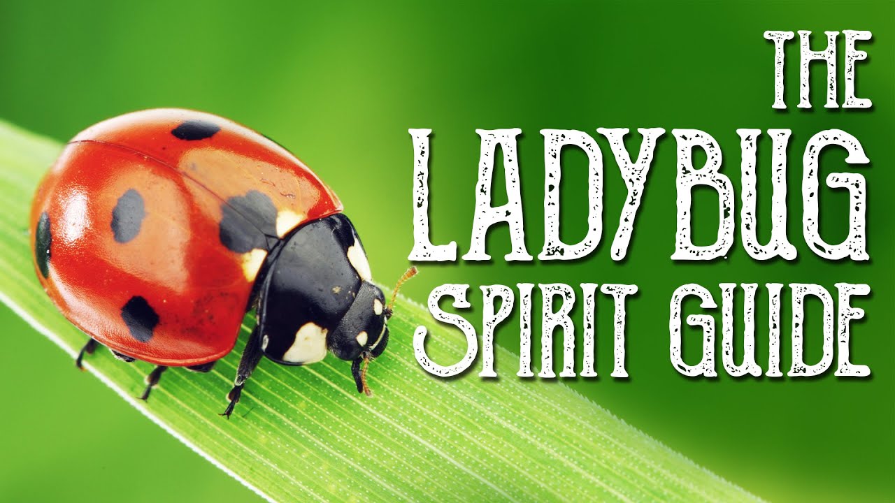 Ladybug Spirit Guide