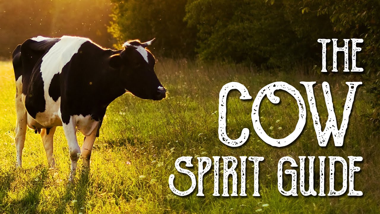 The Cow Spirit Guide