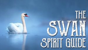 Read more about the article The Swan Spirit Guide