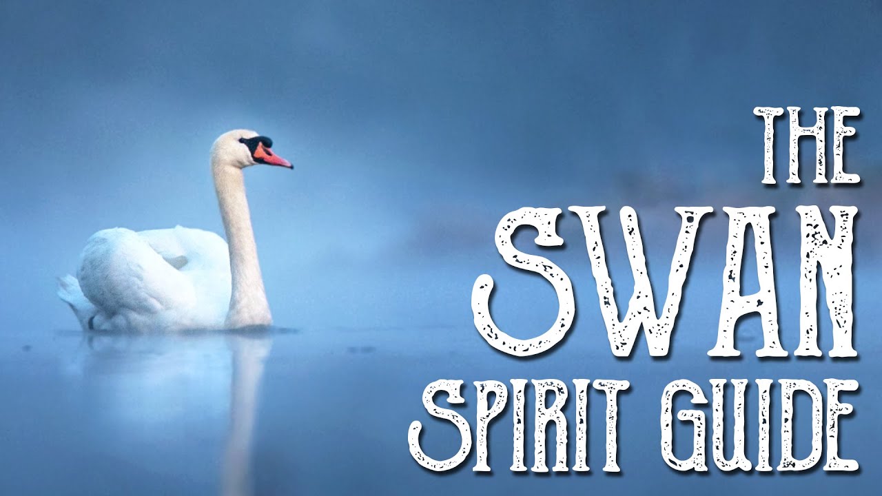 The Swan Spirit Guide