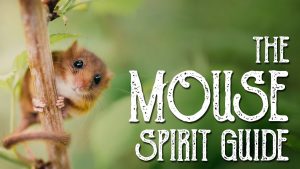 Read more about the article The Mouse Spirit Guide