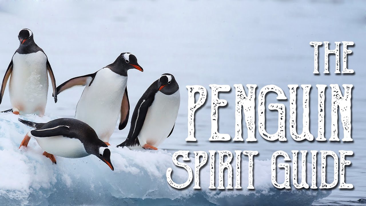 You are currently viewing Penguin Spirit Guide
