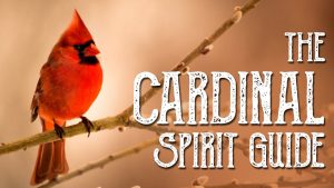 Read more about the article Cardinal Spirit Guide
