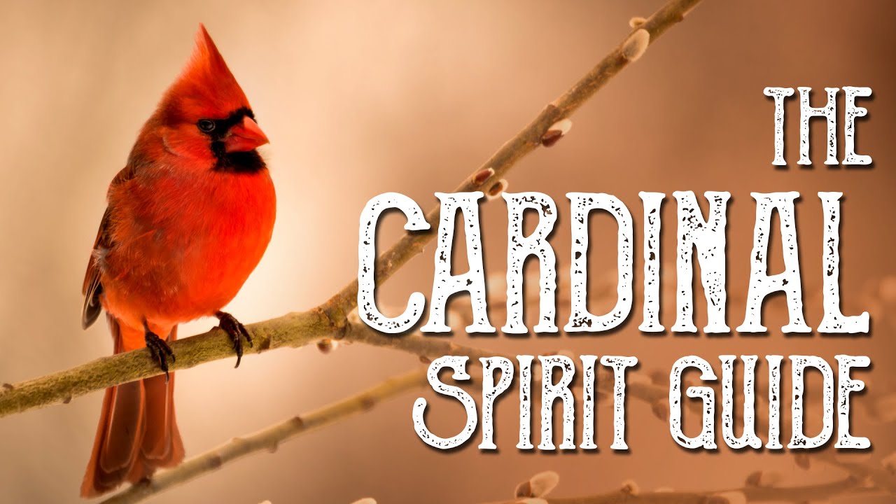 You are currently viewing Cardinal Spirit Guide