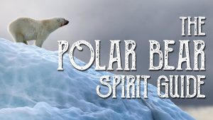Read more about the article Polar Bear Spirit Guide