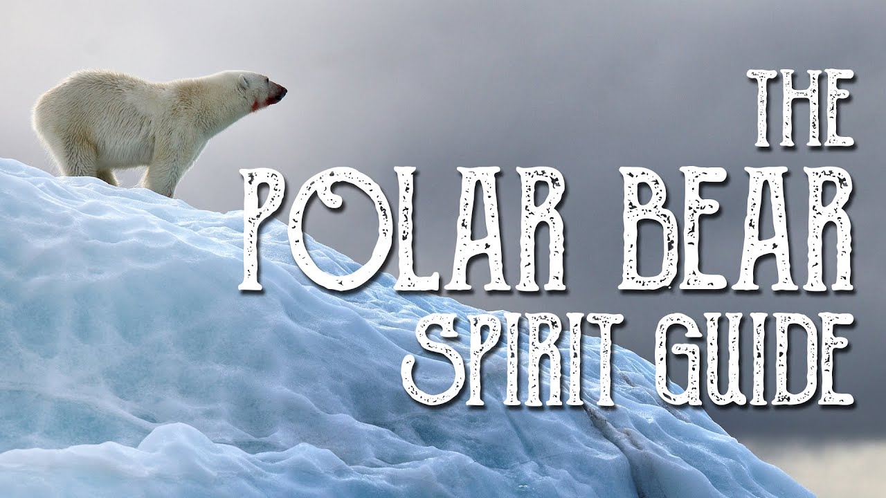 You are currently viewing Polar Bear Spirit Guide