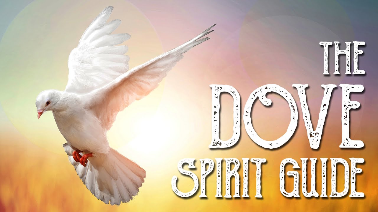 You are currently viewing The Dove Spirit Guide