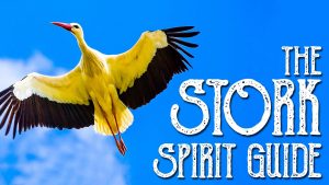 Read more about the article The Stork Spirit Guide