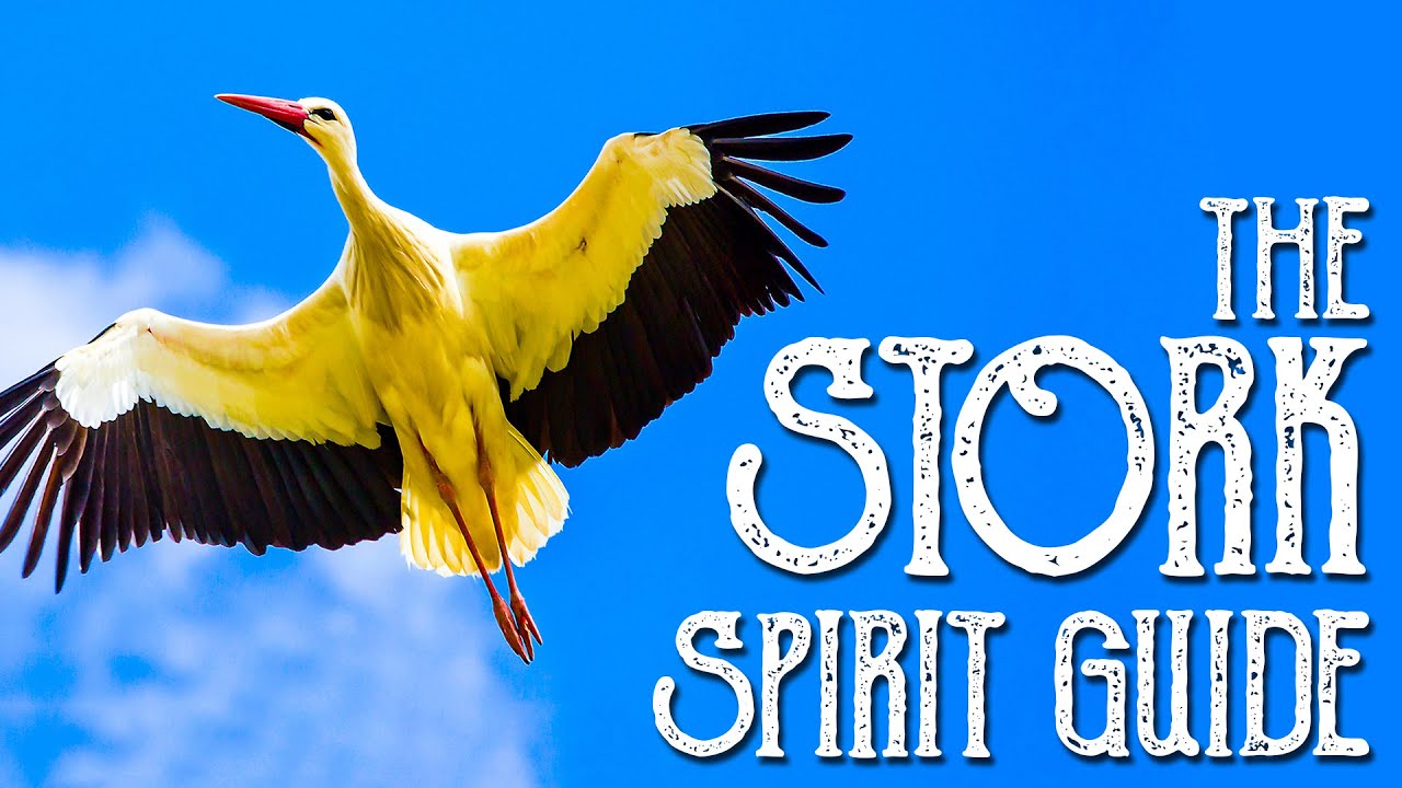 You are currently viewing The Stork Spirit Guide