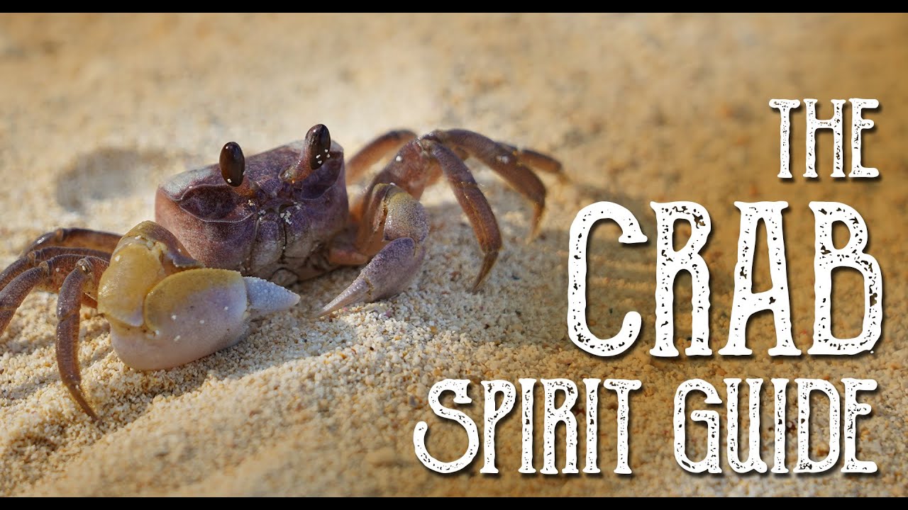 You are currently viewing The Crab Spirit Guide