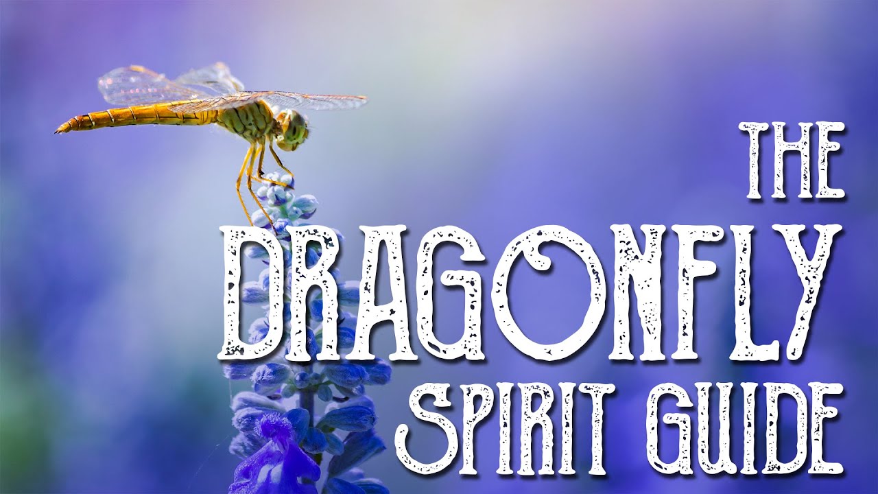 Read more about the article Dragonfly Spirit Guide