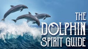 Read more about the article Dolphin Spirit Guide