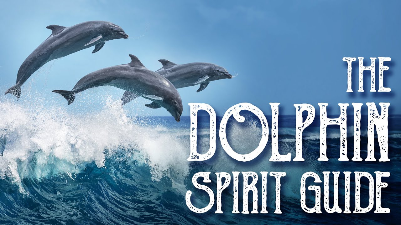 You are currently viewing Dolphin Spirit Guide