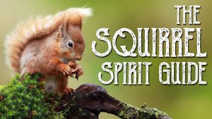 Read more about the article Squirrel Spirit Guide – Ask the Spirit Guides Oracle