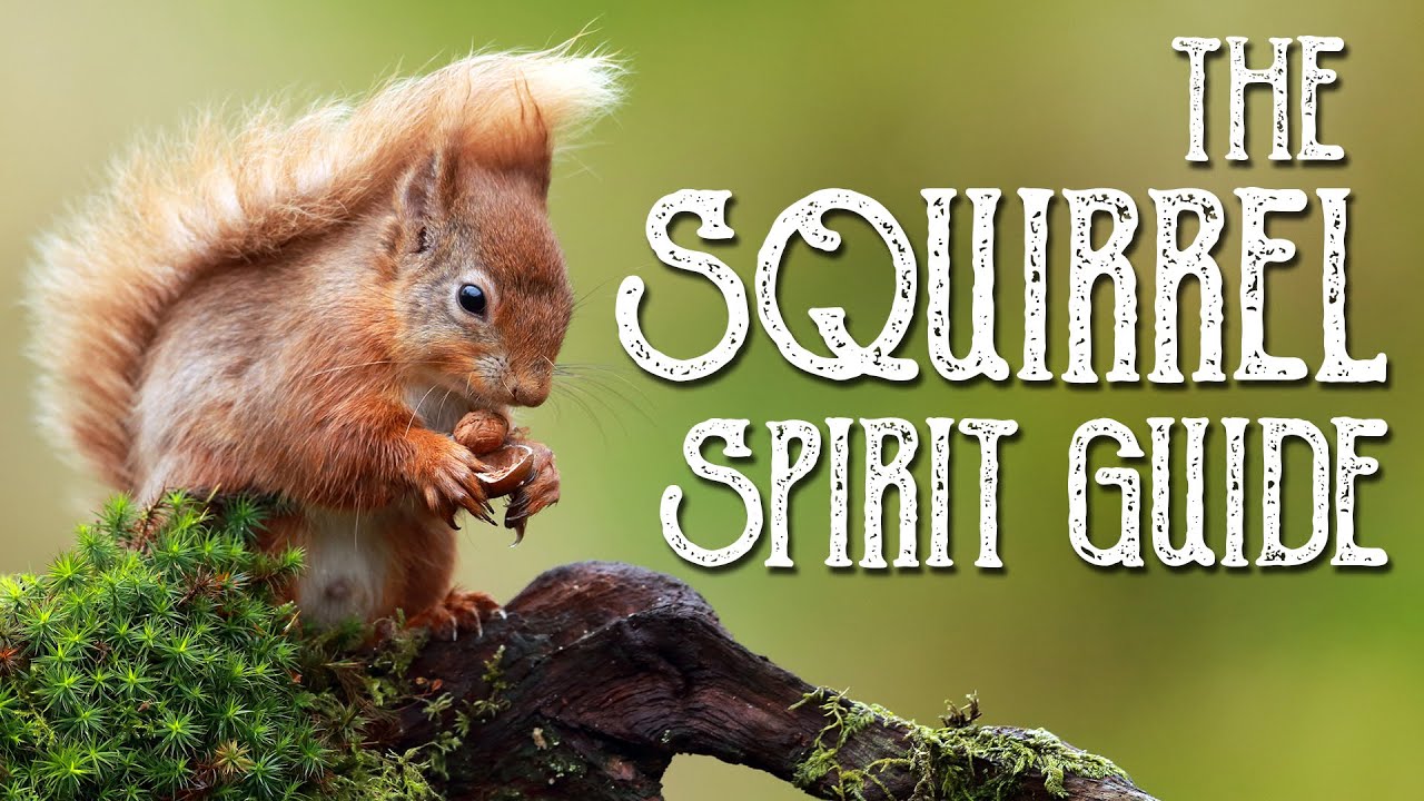 You are currently viewing Squirrel Spirit Guide – Ask the Spirit Guides Oracle