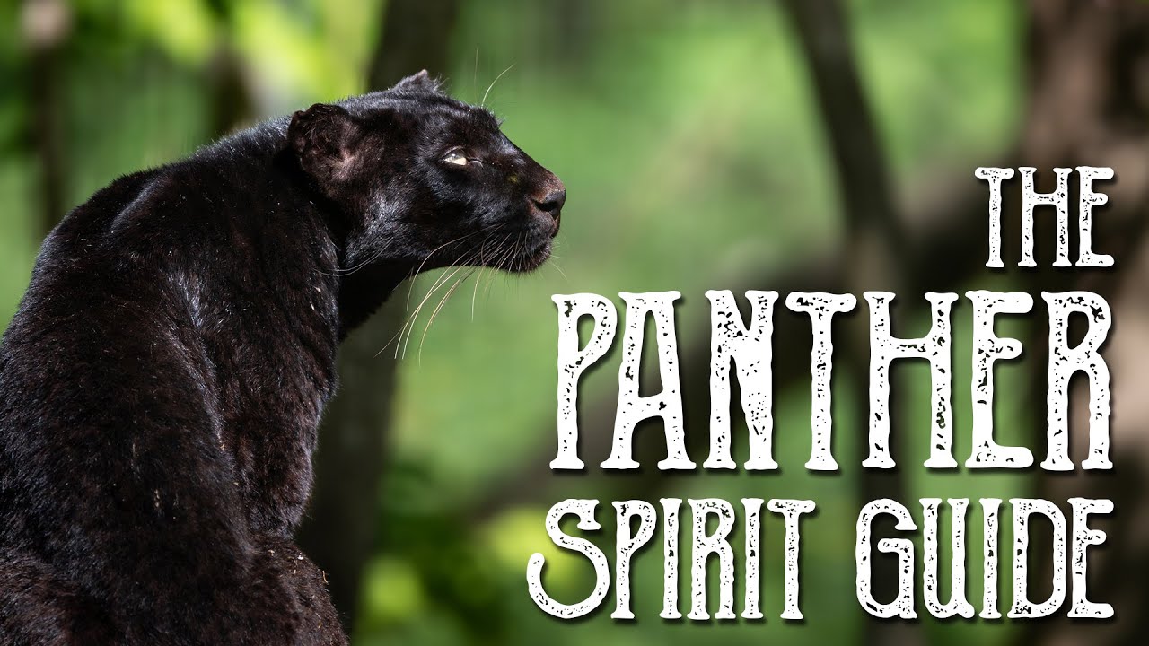 Panther Spirit Guide – Ask the Spirit Guides Oracle