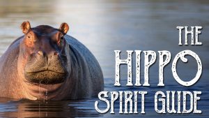 Hippo Spirit Guide – Ask the Spirit Guides Oracle