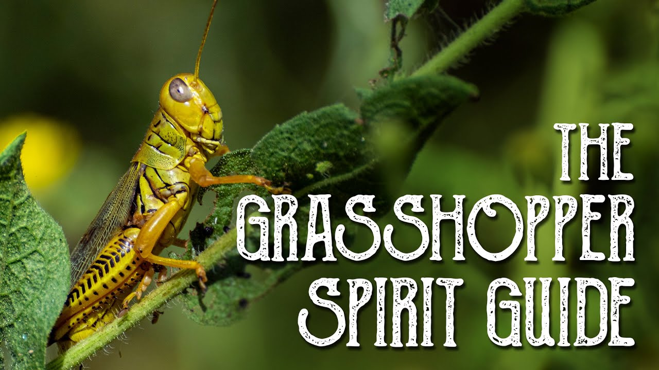 You are currently viewing Grasshopper Spirit Guide