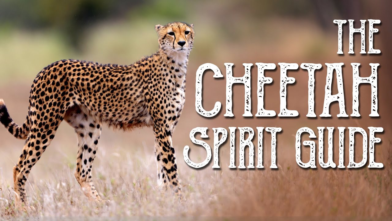 You are currently viewing Cheetah Spirit Guide