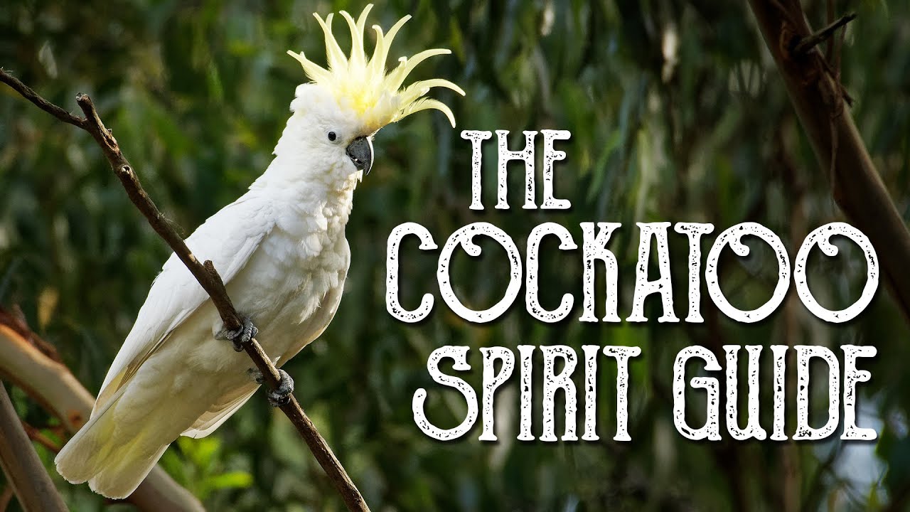 You are currently viewing Cockatoo Spirit Guide