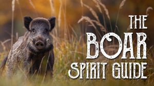 Read more about the article Boar Spirit Guide – Ask the Spirit Guides Oracle, Totem Animal, Power Animal, Magical Crafting