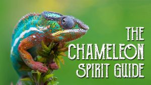 Read more about the article Chameleon Spirit Guide – Ask the Spirit Guides Oracle, Totem Animal, Power Animal, Magical Crafting