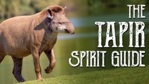 Tapir Spirit Guide