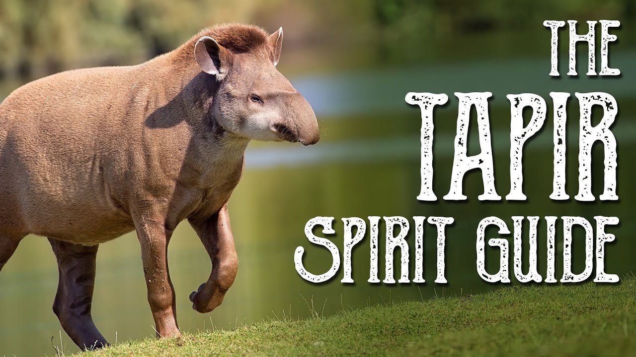 You are currently viewing Tapir Spirit Guide