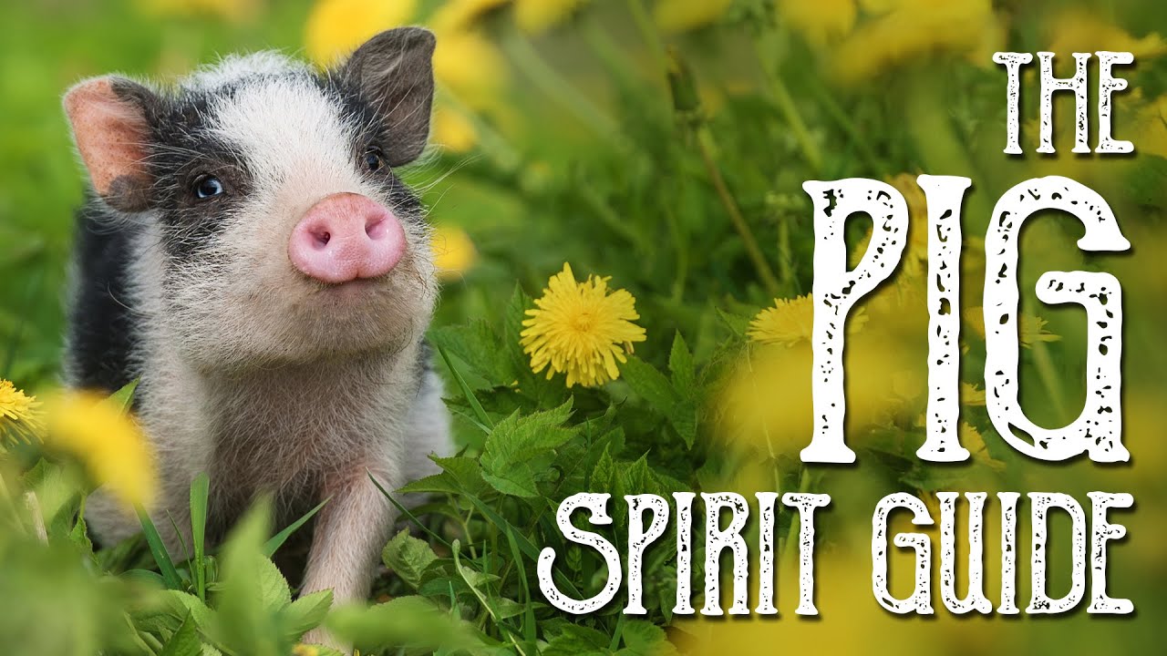 You are currently viewing Pig Spirit Guide