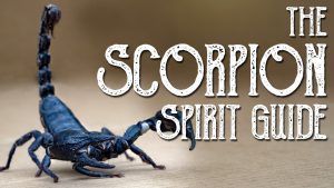 Read more about the article Scorpion Spirit Guide