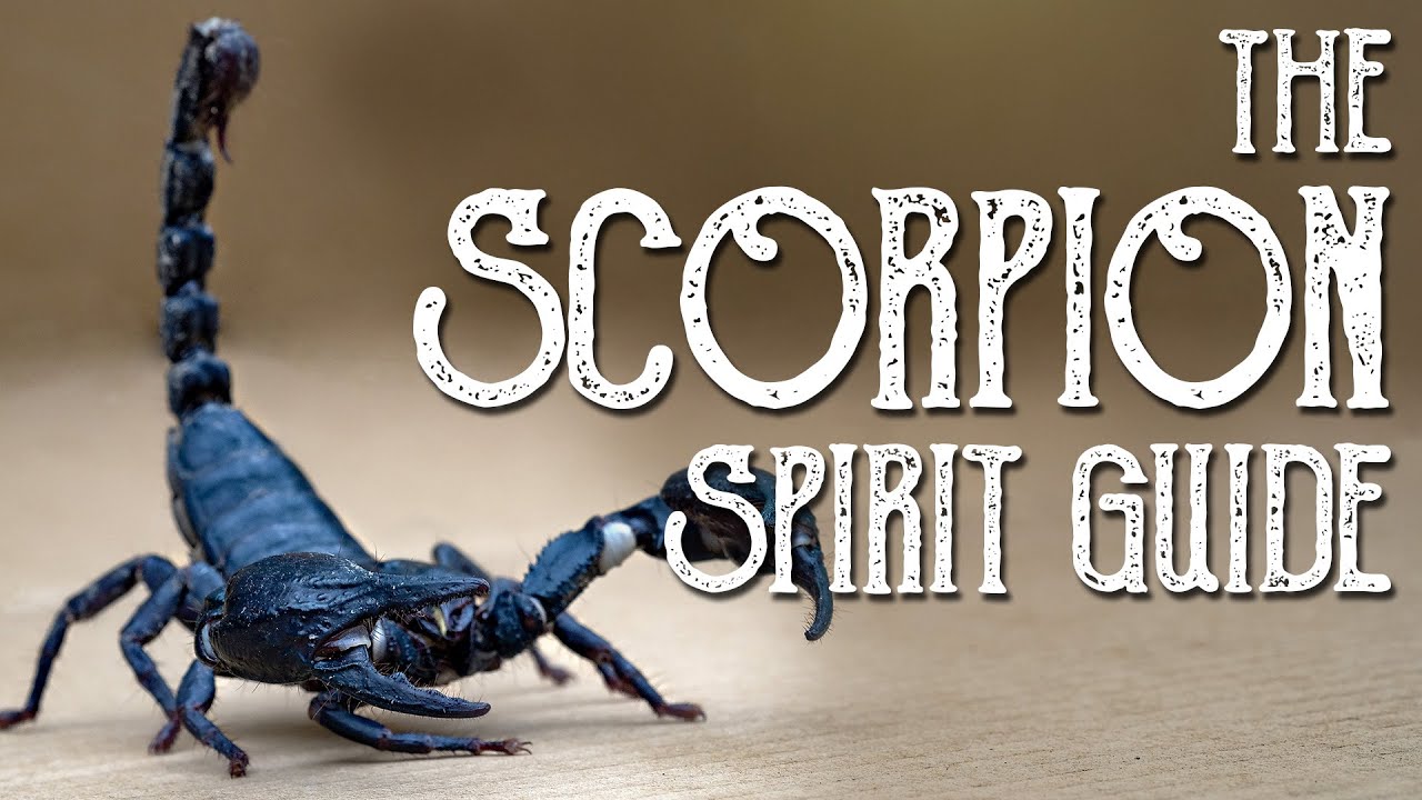 You are currently viewing Scorpion Spirit Guide