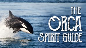 Read more about the article Orca Spirit Guide