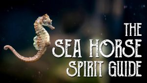 Read more about the article Seahorse Spirit Guide