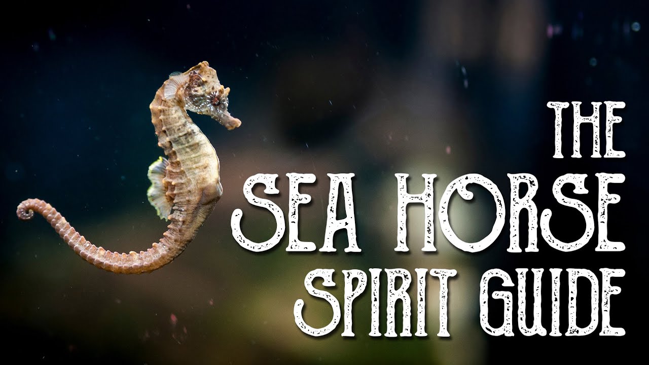 You are currently viewing Seahorse Spirit Guide