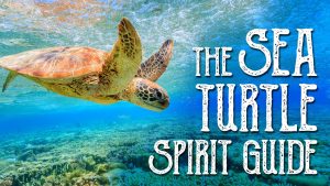 Read more about the article Sea Turtle Spirit Guide