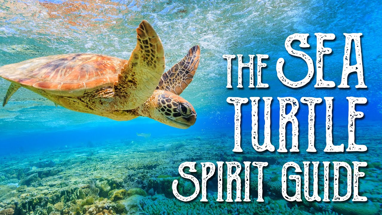 You are currently viewing Sea Turtle Spirit Guide