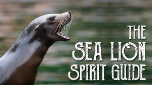 Read more about the article Sea Lion Spirit Guide
