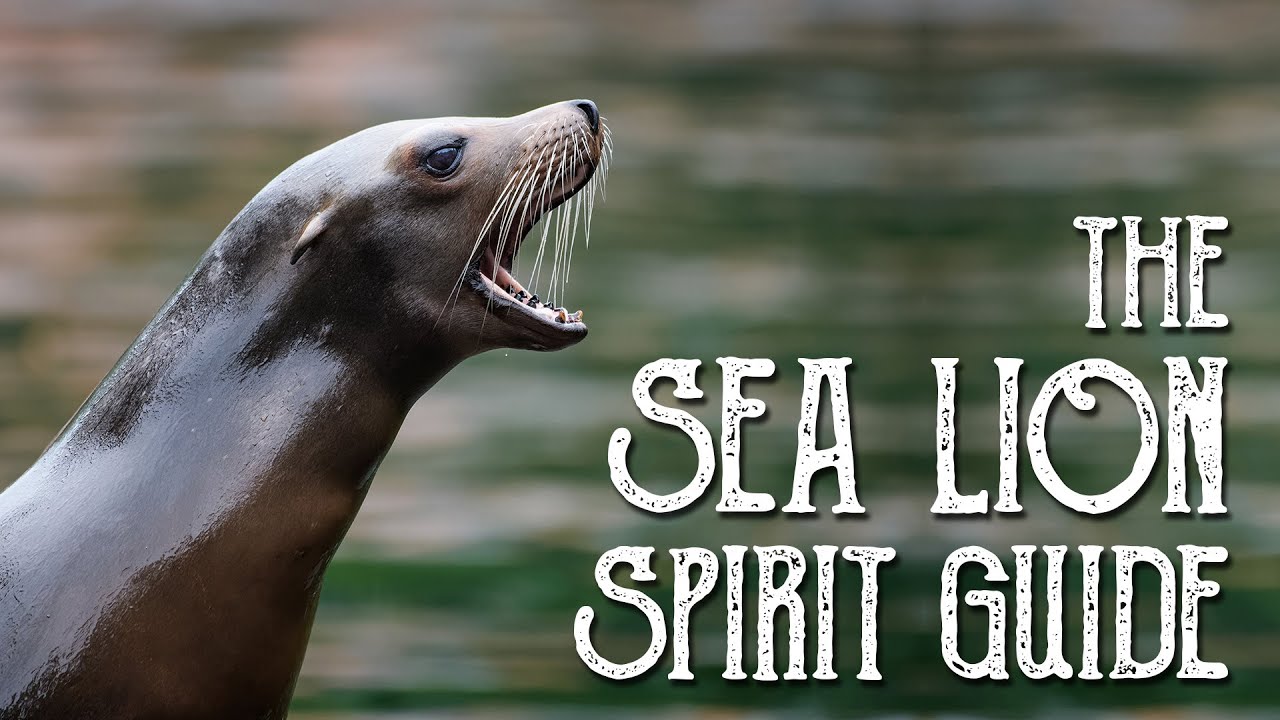 You are currently viewing Sea Lion Spirit Guide