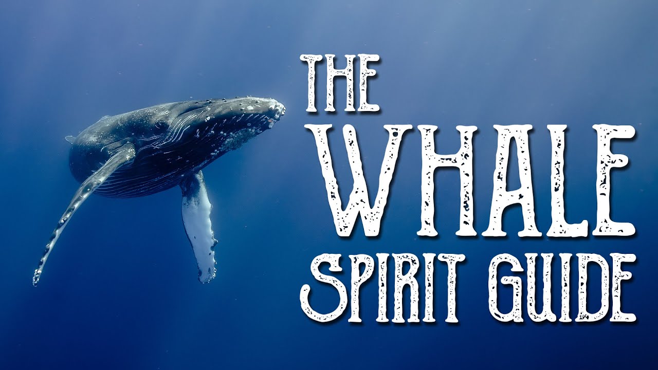 Whale Spirit Guide