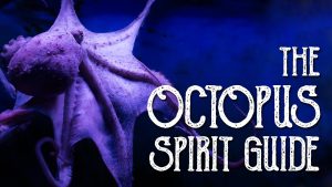 Read more about the article Octopus Spirit Guide