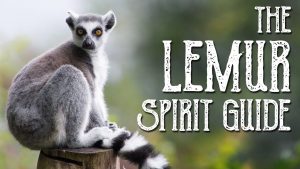 Lemur Spirit Guide