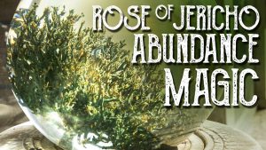 Read more about the article Rose of Jericho Prosperity Magic