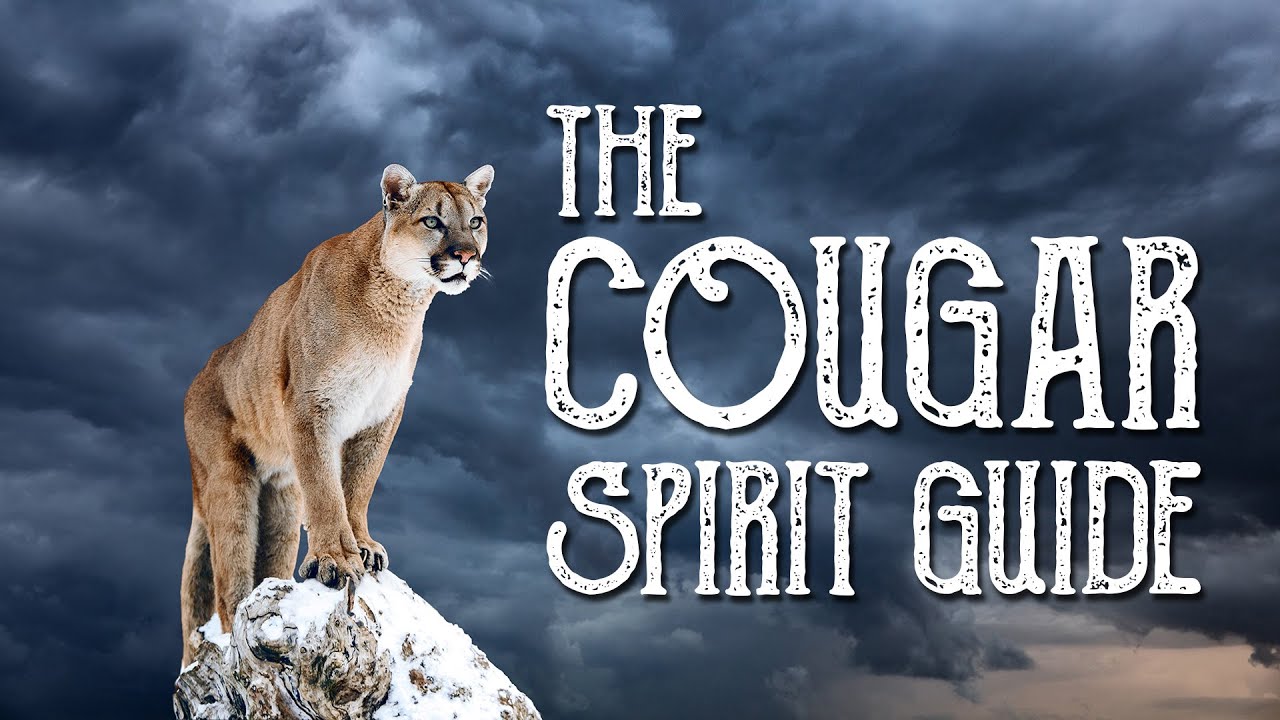 Cougar Spirit Guide